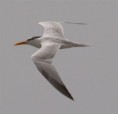 /album/photogallery/royal-tern-jpg/